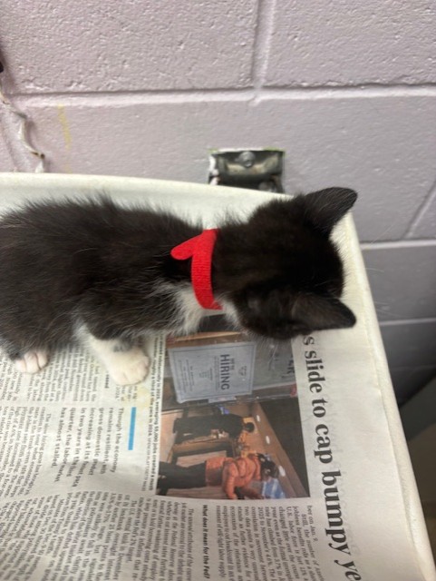 Shelter Stray Female Cat last seen , Jacksonville, FL 32204