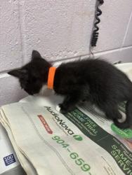 Shelter Stray Female Cat last seen , Jacksonville, FL 32204