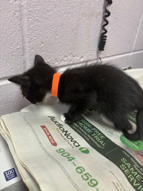 Shelter Stray Female Cat last seen , Jacksonville, FL 32204