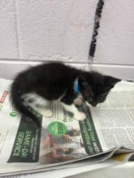 Shelter Stray Male Cat last seen , Jacksonville, FL 32204