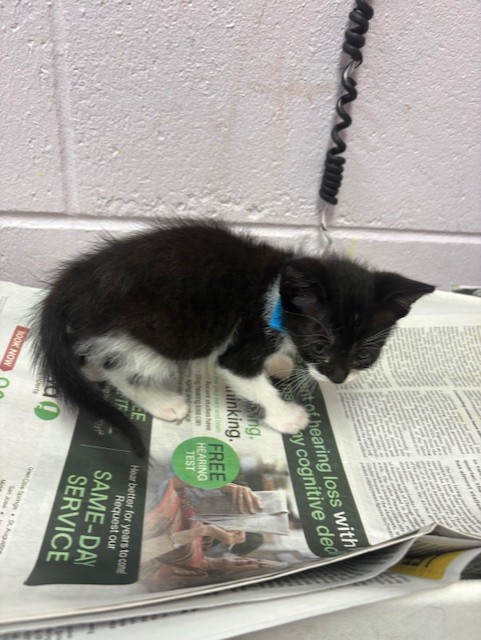 Shelter Stray Male Cat last seen , Jacksonville, FL 32204
