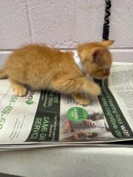 Shelter Stray Male Cat last seen , Jacksonville, FL 32204