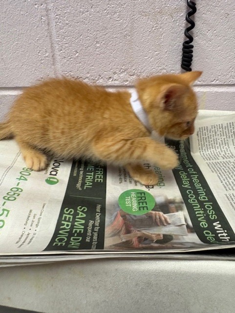 Shelter Stray Male Cat last seen , Jacksonville, FL 32204