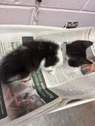 Shelter Stray Male Cat last seen , Jacksonville, FL 32204