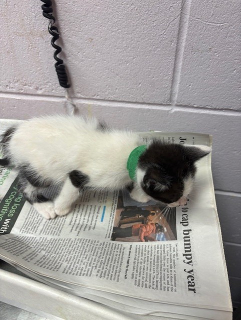 Shelter Stray Male Cat last seen , Jacksonville, FL 32204