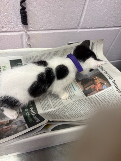 Shelter Stray Female Cat last seen , Jacksonville, FL 32204