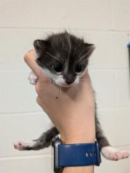 Shelter Stray Female Cat last seen OFALLON, St. Peters, MO 63376