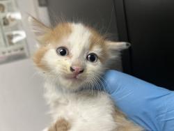 Shelter Stray Male Cat last seen I X 21ST STREET, San Bernardino, CA 92401