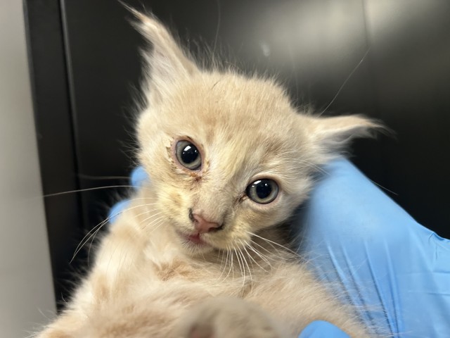 Shelter Stray Male Cat last seen I X 21ST STREET, San Bernardino, CA 92401