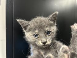 Shelter Stray Female Cat last seen I X 21ST STREET, San Bernardino, CA 92401