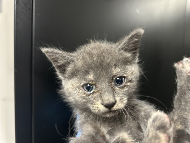 Shelter Stray Female Cat last seen I X 21ST STREET, San Bernardino, CA 92401