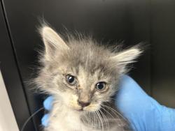 Shelter Stray Female Cat last seen I X 21ST STREET, San Bernardino, CA 92401