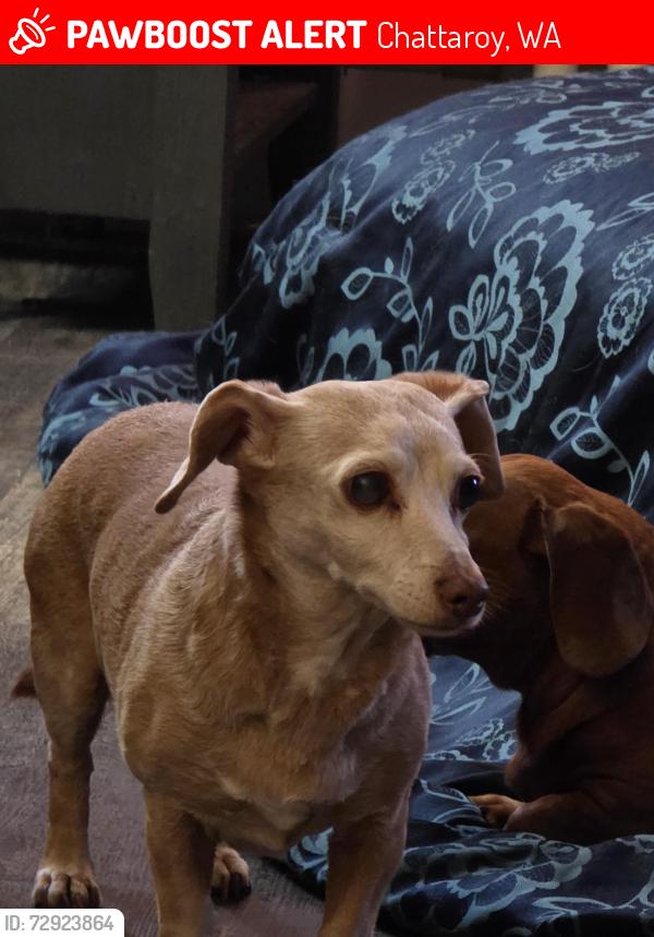 Lost Male Dog last seen Newport Hwy, Chattaroy, WA 99003