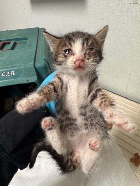 Shelter Stray Female Cat last seen Near BLOCK SCHOOL ST, LAMONT CA 93241, Bakersfield, CA 93308