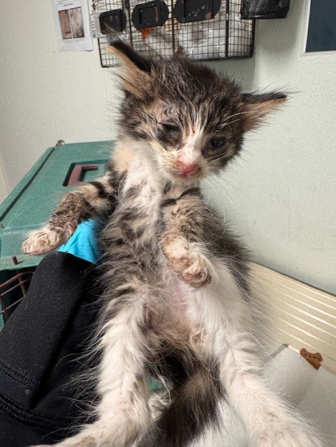 Shelter Stray Female Cat last seen Near BLOCK SCHOOL ST, LAMONT CA 93241, Bakersfield, CA 93308