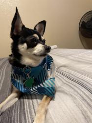 Reunited Male Dog last seen Water Buck Run / Spring Buck Run, Fort Worth, TX 76179