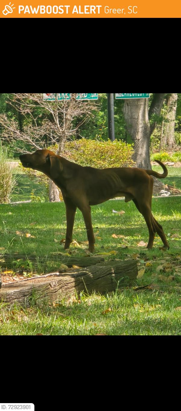 Found/Stray Male Dog last seen Lakewood Hills , Greer, SC 29651