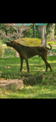 Found/Stray Male Dog last seen Lakewood Hills , Greer, SC 29651