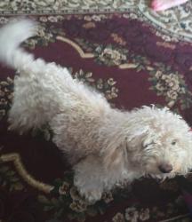 Found/Stray Male Dog last seen Kayton and Piedmont, San Antonio, TX 78210