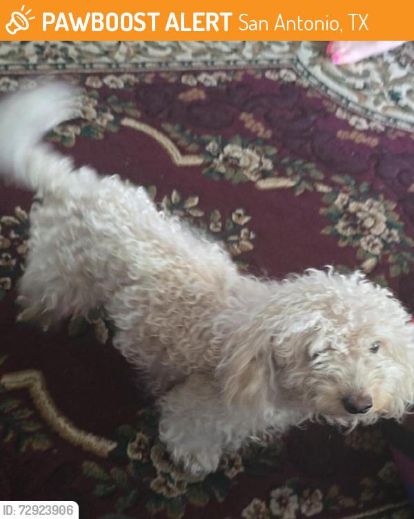 Found/Stray Male Dog last seen Kayton and Piedmont, San Antonio, TX 78210