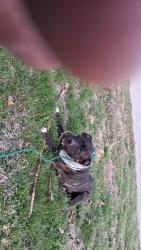 Lost Male Dog last seen Mount pleasant Ave , St. Louis, MO 63118