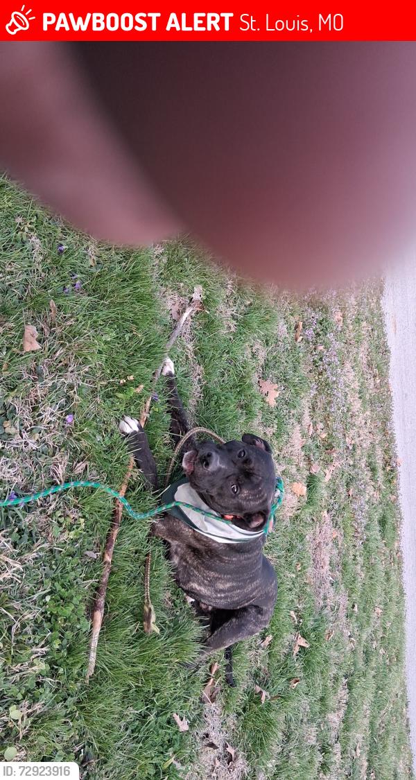 Lost Male Dog last seen Mount pleasant Ave , St. Louis, MO 63118