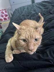 Reunited Male Cat last seen Thornhill Dr & Floresta Dr, Port St. Lucie, FL 34983