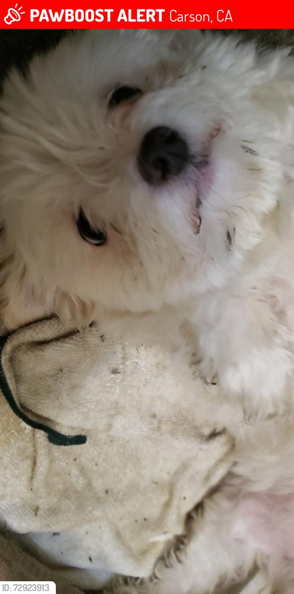 Lost Female Dog last seen Near cactus lane , Carson, CA 90745