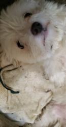 Lost Female Dog last seen Near cactus lane , Carson, CA 90745