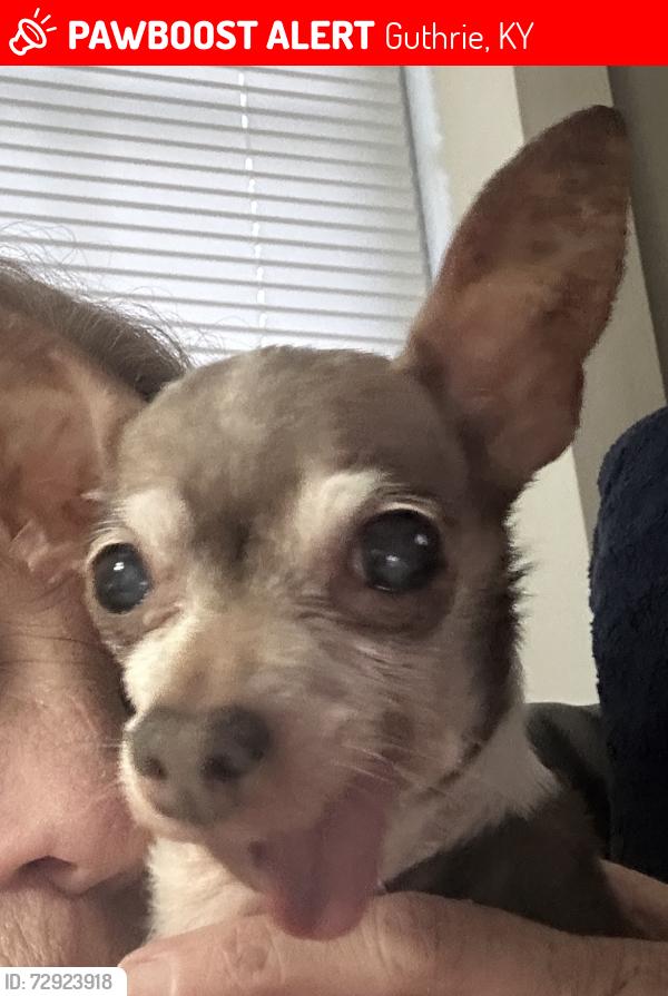 Lost Female Dog last seen Park street near trucking company , Guthrie, KY 42234
