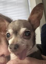 Lost Female Dog last seen Park street near trucking company , Guthrie, KY 42234