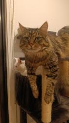 Reunited Male Cat last seen Epping school, Epping, VIC 3076