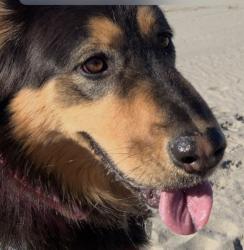 Reunited Female Dog last seen Near E Indian Rock Rd, Vista, CA 92084, USA, Vista, CA 92084