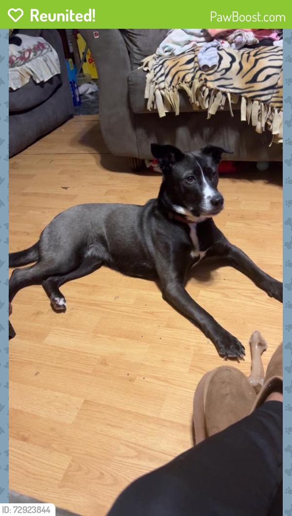 Reunited Female Dog last seen Near Silverlining Rd, Mooresville, NC 28117, USA, Mooresville, NC 28117