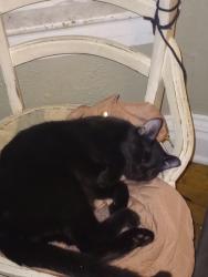 Lost Male Cat last seen The Superior Municipal Forest by the disc golf course , Superior, WI 54880