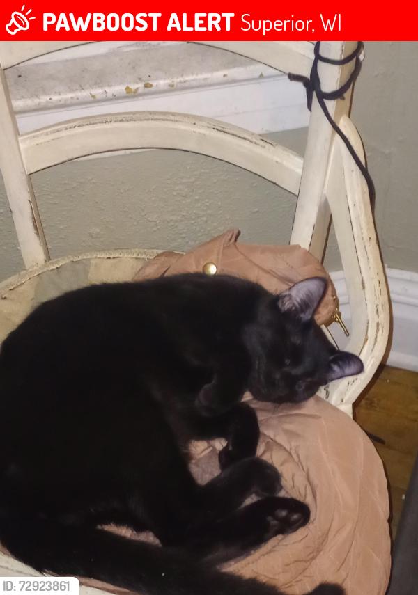 Lost Male Cat last seen The Superior Municipal Forest by the disc golf course , Superior, WI 54880