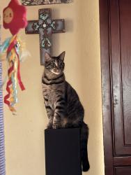 Lost Male Cat last seen Timber rail, San Antonio, TX 78250