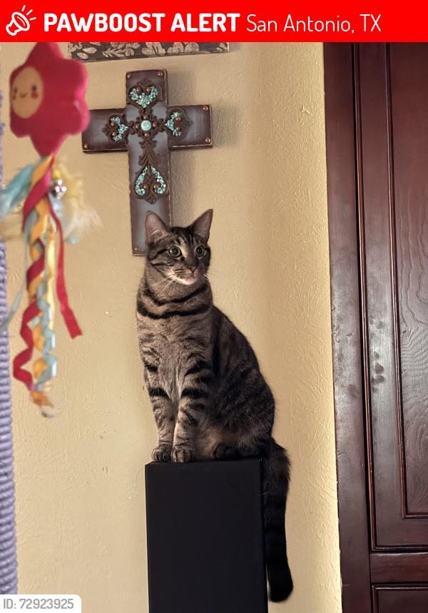 Lost Male Cat last seen Timber rail, San Antonio, TX 78250