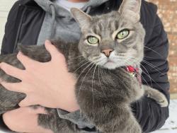 Reunited Male Cat last seen Port Hood Dr , Leander, TX 78641