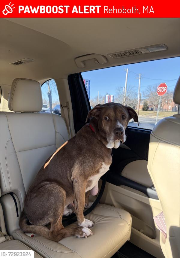 Lost Male Dog last seen Near bay state road, Rehoboth, MA 02769