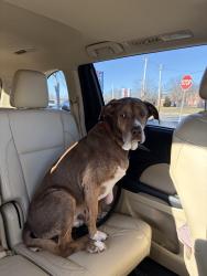 Lost Male Dog last seen Near bay state road, Rehoboth, MA 02769