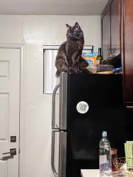 Lost Male Cat last seen 16th Ln & Helena Dr, Phoenix, AZ 85023