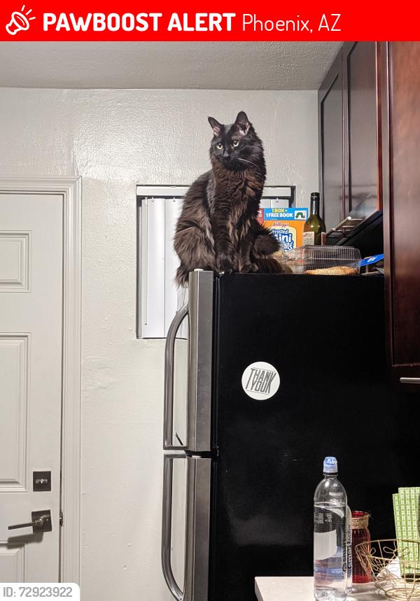 Lost Male Cat last seen 16th Ln & Helena Dr, Phoenix, AZ 85023