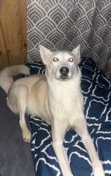 Reunited Female Dog last seen Northpoint dr , Davidson County, NC 27295