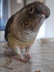 Lost Female Bird last seen Blaxland road water tower (hermitage), Ryde, NSW 2112