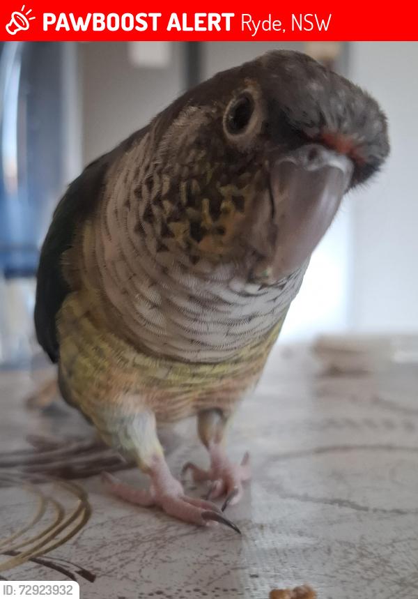 Lost Female Bird last seen Blaxland road water tower (hermitage), Ryde, NSW 2112