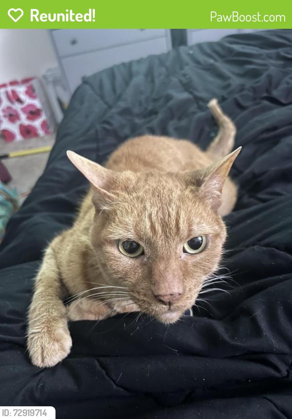 Reunited Male Cat last seen Thornhill Dr & Floresta Dr, Port St. Lucie, FL 34983