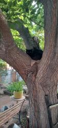 Lost Female Cat last seen CENTRAL & SUNSET SW, Albuquerque, NM 87105