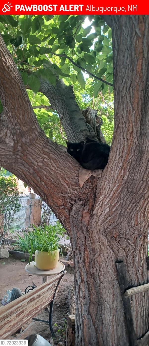 Lost Female Cat last seen CENTRAL & SUNSET SW, Albuquerque, NM 87105