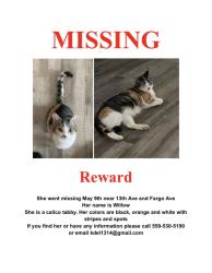 Lost Female Cat last seen 13th Ave, Hanford, CA 93230